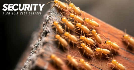 Numerous worker termites crawling on the edge of damaged wood.