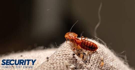 A close-up shows a reddish-brown termite with a large head on textured light fabric, surrounded by small dark specks.