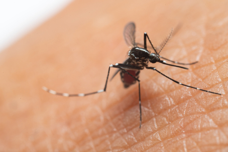close up of a mosquito sucking human blood