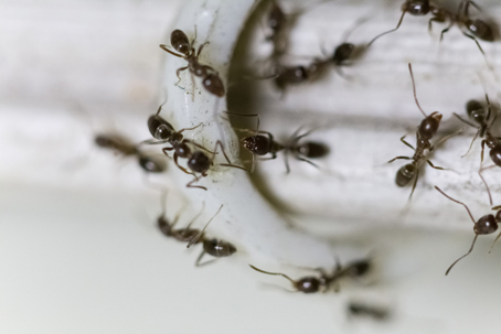 closeup of ants