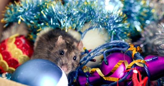 rodent around Christmas lights