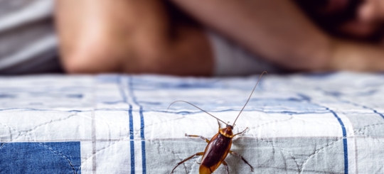 A cockroach is crawling up on someone's bed