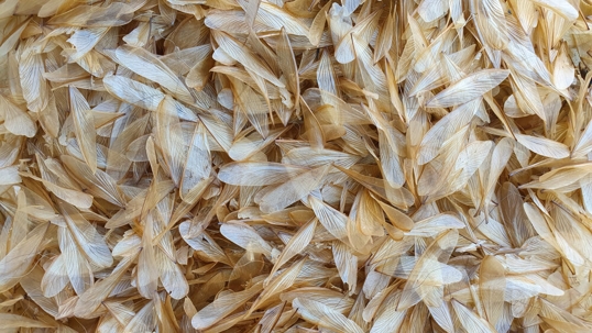 Why do I keep finding dead termites