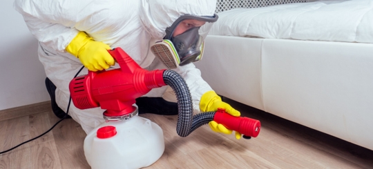 Can Termites Get In Your Bed? "Kick Termites With These Steps"