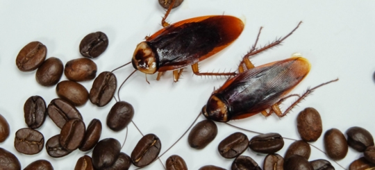 Two cockroaches and its eggs