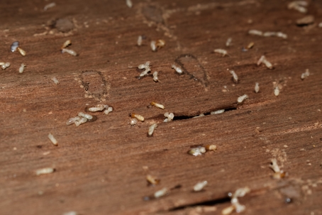 Does Bleach Kill Termites?