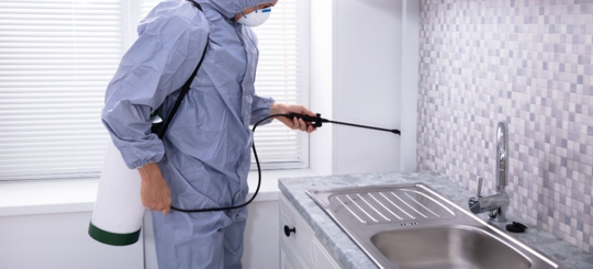 Do Roaches Come Up Through Drains?