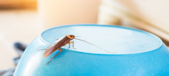 Is One Roach a Sign of Infestation? "Protect Your Home Today"