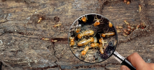 A person using a magnifying glass on termites