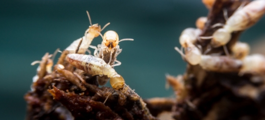 Do Termites Die Without The Queen? "Find Out What You Can Do"