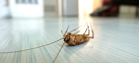 Do Dead Cockroaches Attract More? " Find Out What to Expect"