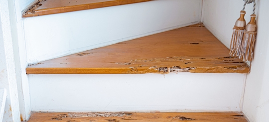 A picture of a stair infested by termites