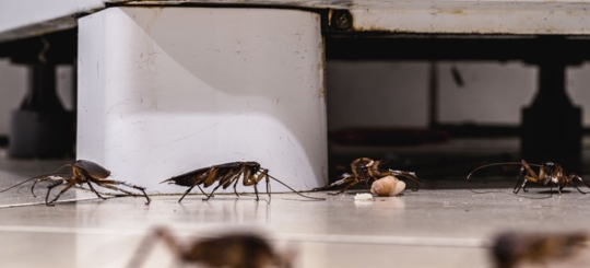 Cockroaches crawling under an appliance