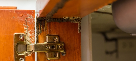 A part of a wooden door infested by termites