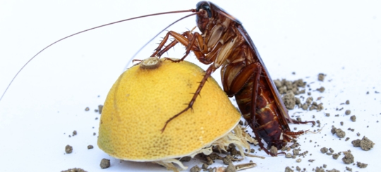 Does Lemon Kill Cockroaches?