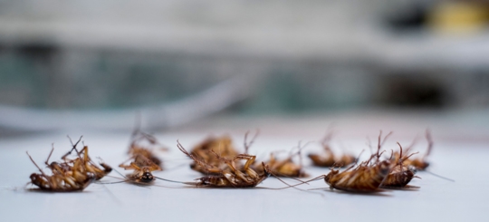 A group of dead cockroaches