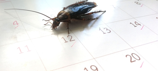 A cockroach on a calendar