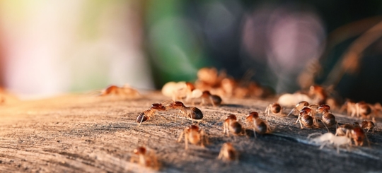 Do Termites Bite Humans? "Start Preventing Termites Today"
