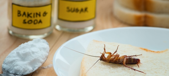 Does Baking Soda & Sugar Really Kill Roaches?