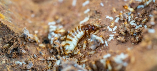 A termite infestation