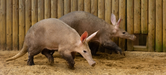 How Do You Kill Termites Naturally? "Start Prevention Today"