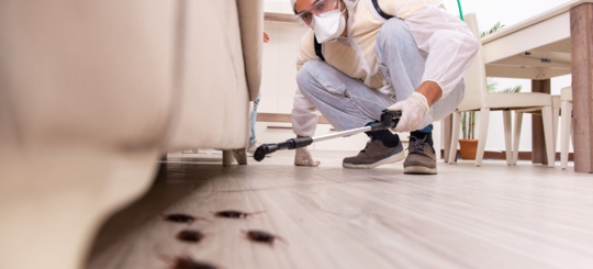 Do Roaches Ever Go Away? " Learn What to Do Next"