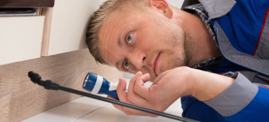 Do Termites Crawl on You? "Take Steps to Stop Termites Fast"