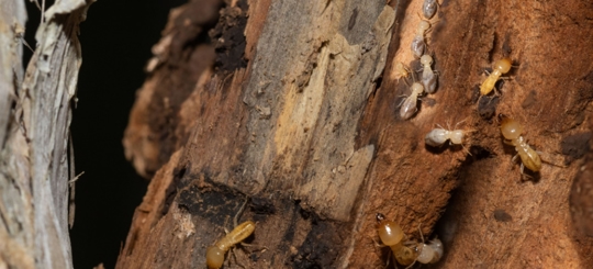 A wood object infested by termites