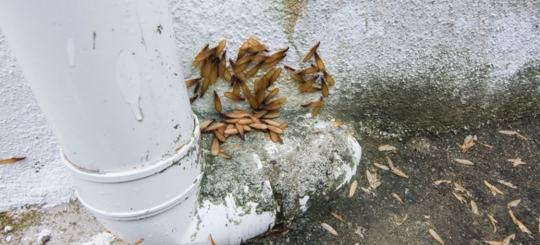 A termite infestation