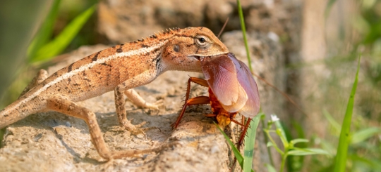 What Are Cockroaches Natural Enemy?