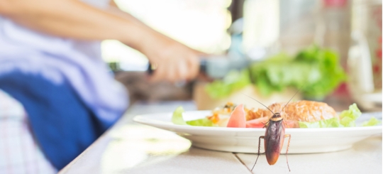 Why Do I Have Roaches In My Clean House?