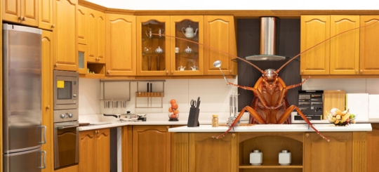 Should I Worry if I See One Cockroach? " Learn Next Best Step"