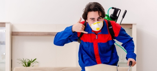 What to Do When You Find Termites? "Protect Your Space Today"