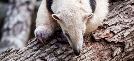 A tamandua with light brown fur and dark markings clings to a tree