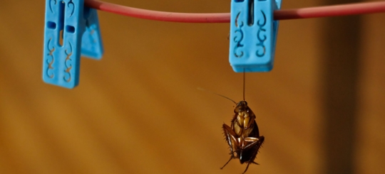 A dead cockroach is hanged to a clip