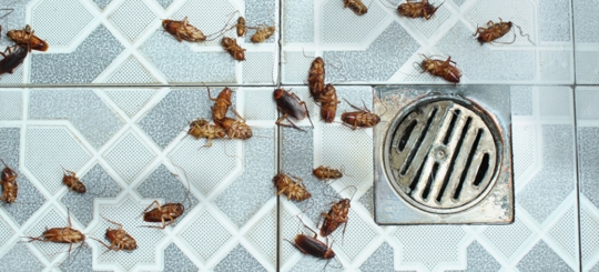 Dead cockroaches on the bathroom tile flooring next to the drain