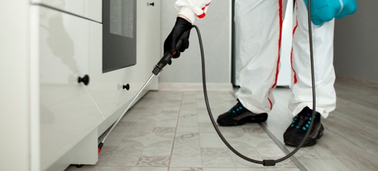 What Smell Do Roaches Hate The Most?