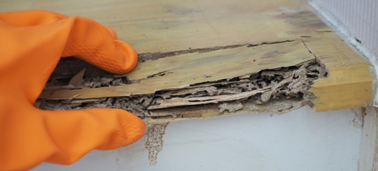 Will Termites Eat Treated Wood? "Start Termite-Proofing Today"
