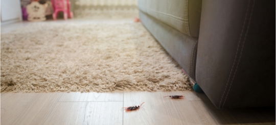 A picture of a floor with dead cockroaches