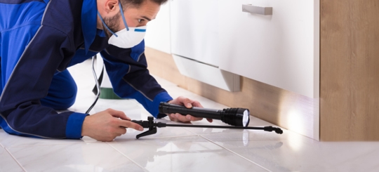 An exterminator is inspecting a pest