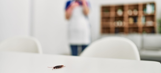 Does One Cockroach Mean There Are More?