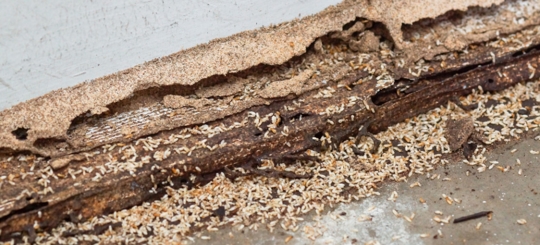 A wood object infested by termites
