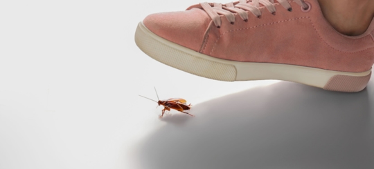 A person's foot will step on a cockroach