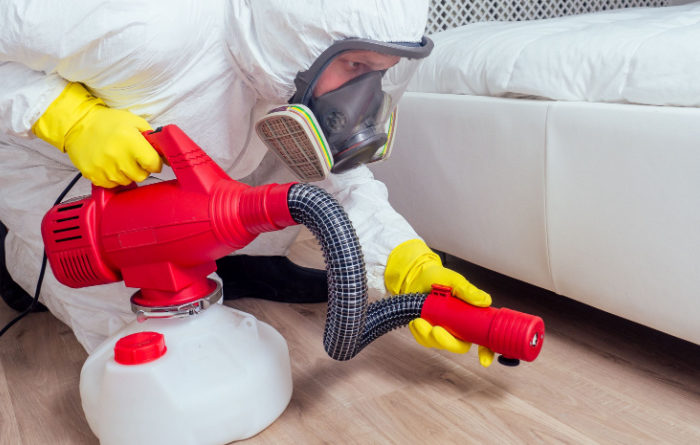 Can termites get in your bed?