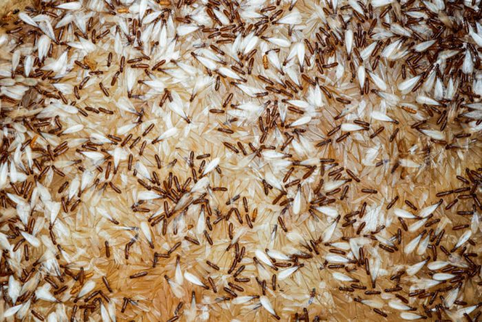Are termites hard to get rid of
