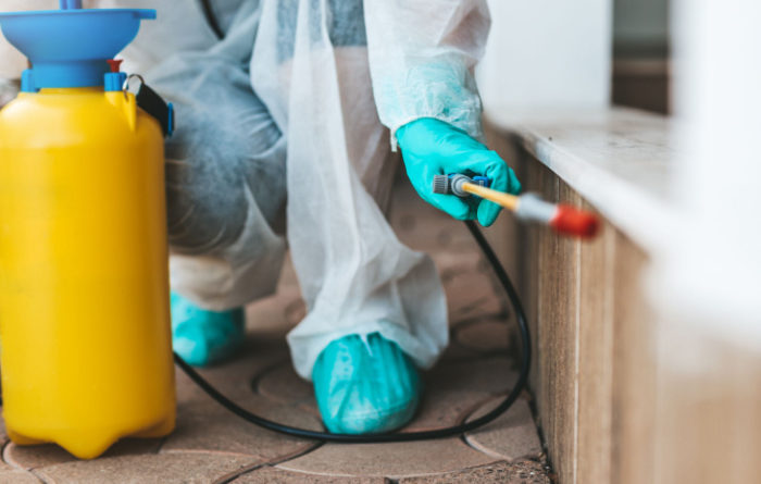 What's the average cost of a termite inspection?