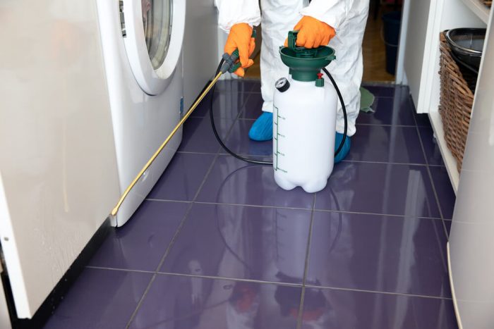 How much does treating termites cost